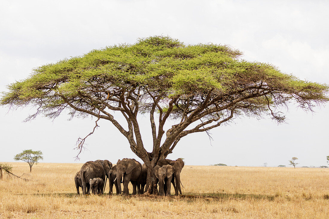 Afrikanischer Elefant (Loxodonta africana) im Schutz vor der Hitze unter einem Baumdach, Serengeti-Nationalpark, UNESCO-Welterbe, Tansania, Ostafrika, Afrika