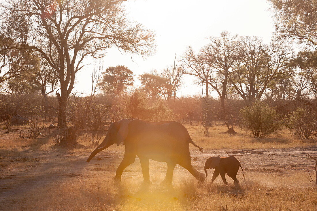 African elephants (Loxodonta africana), Okavango delta, Botswana, Africa