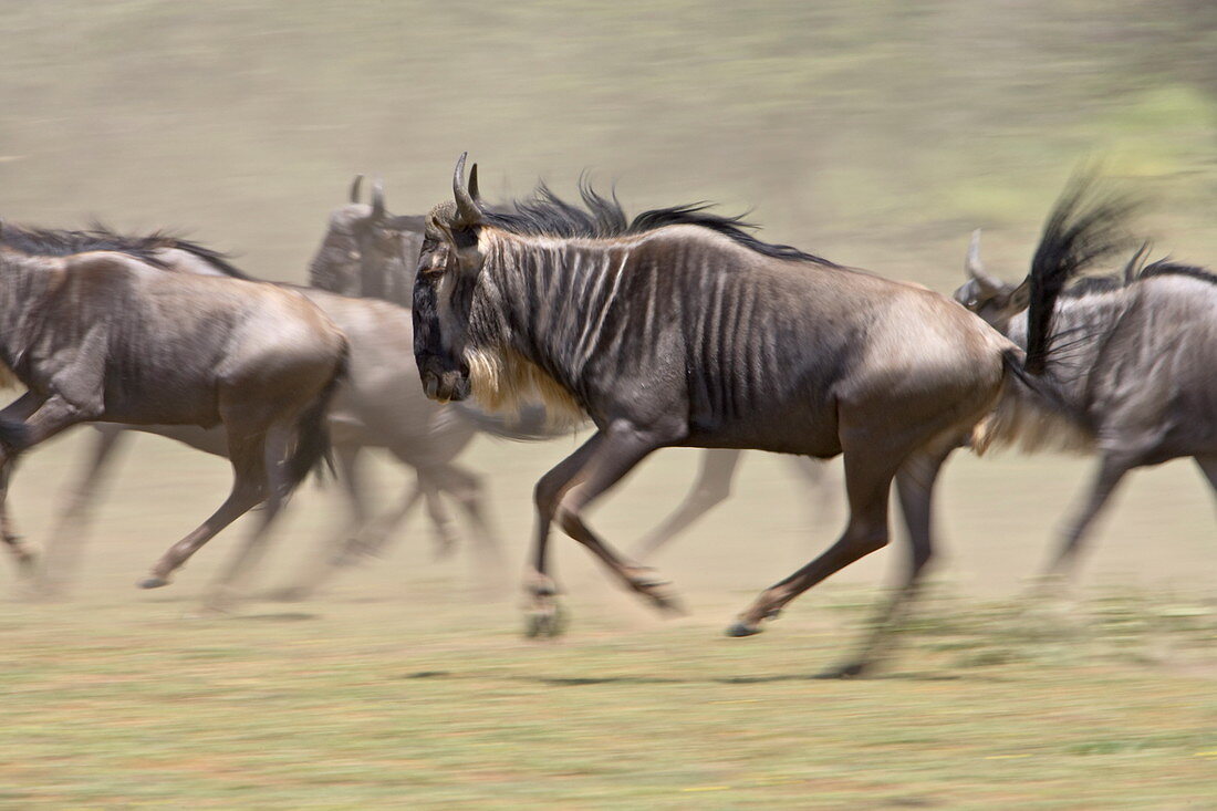 Blue wildebeest (brindled gnu) (Connochaetes taurinus) herd running, Ngorongoro Conservation Area, Tanzania, East Africa, Africa