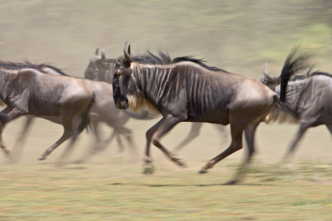 Herde des blauen Gnus (gestromter Gnu) (Connochaetes taurinus), Ngorongoro Schutzgebiet, Tansania, Ostafrika, Afrika