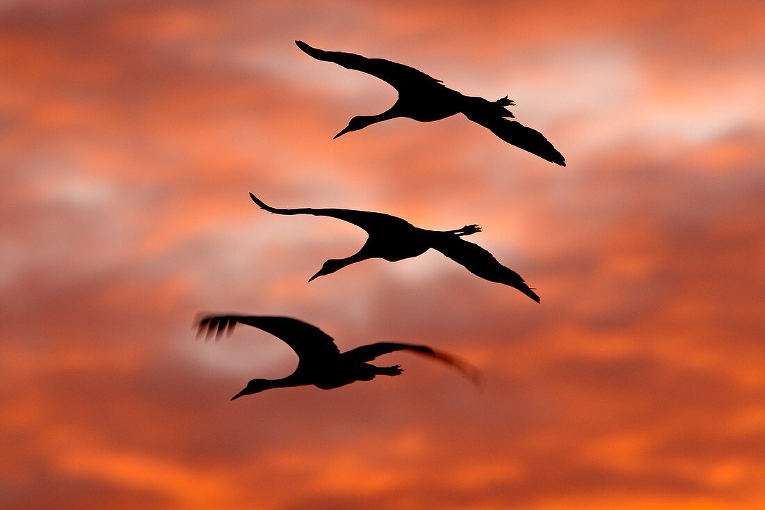 Drei Kanadakraniche (Grus canadensis) im Flug gegen rote Wolken, Bernardo Wildlife Area, Ladd S. Gordon Wildlife Complex, New Mexiko, Vereinigte Staaten von Amerika, Nordamerika