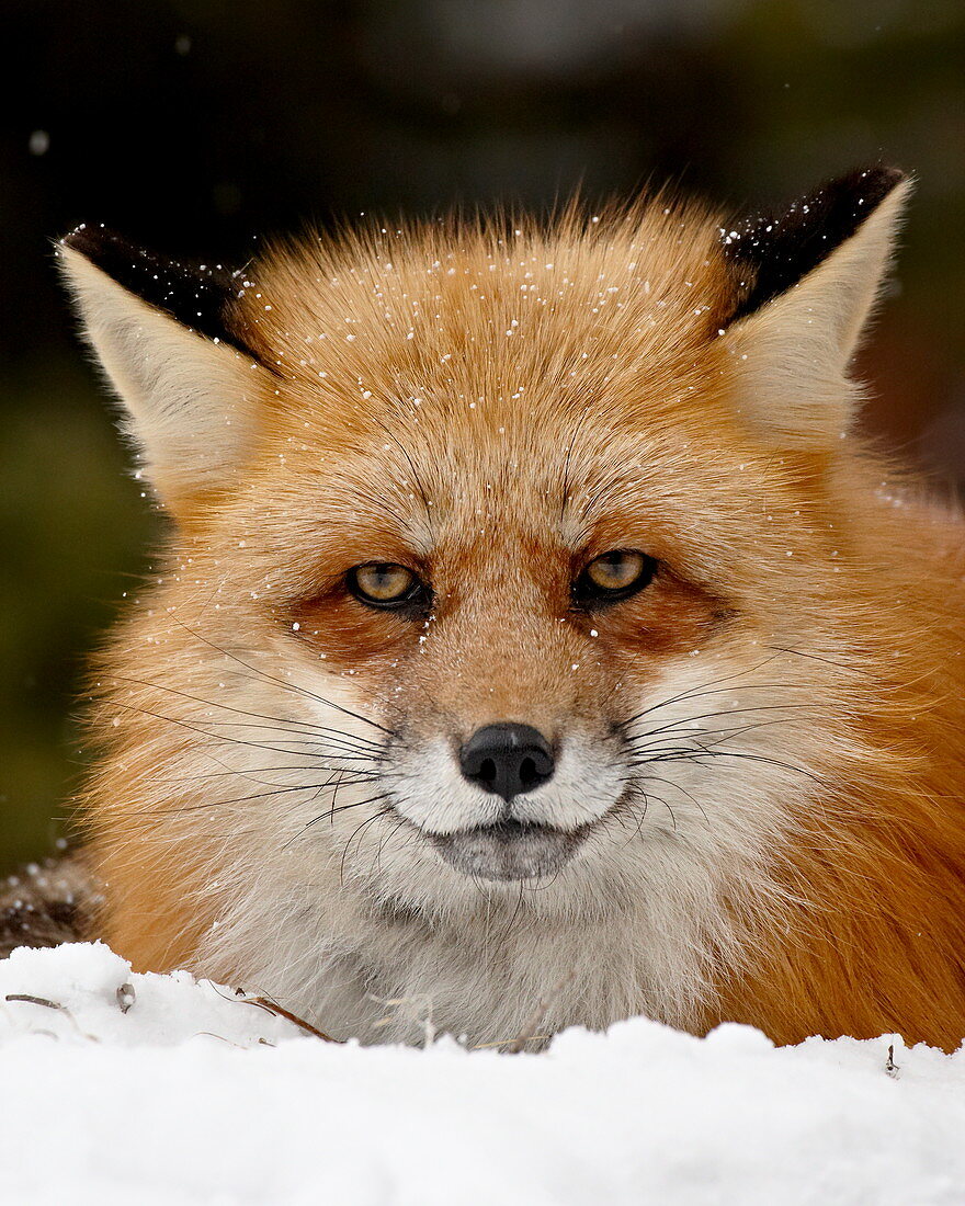 Captive red fox (Vulpes vulpes) in the snow, near Bozeman, Montana, United States of America, North America