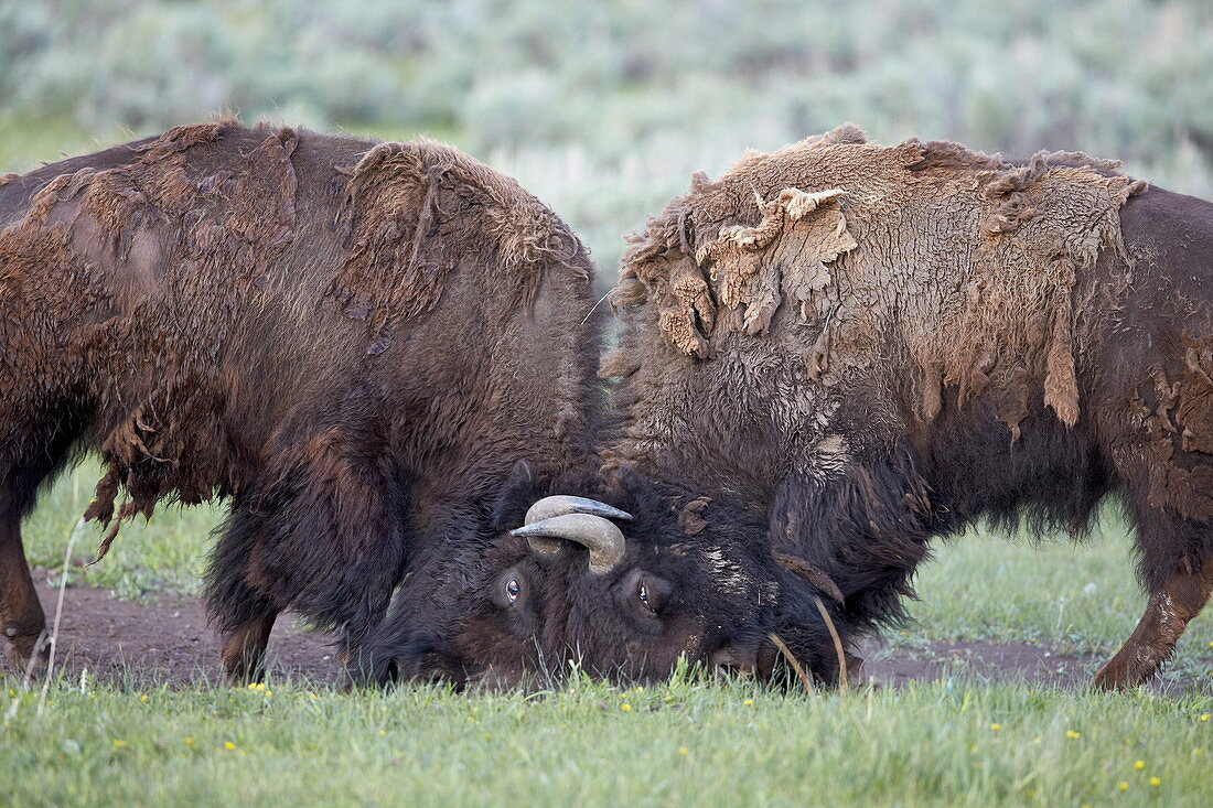 Two Bison (Bison bison) bulls sparring, Yellowstone National Park, Wyoming, United States of America, North America