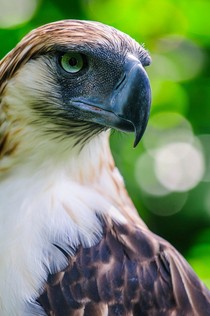 Philippinenadler (Pithecophaga jefferyi) (auch Affenadler), Davao, Mindanao, Philippinen, Südostasien, Asien