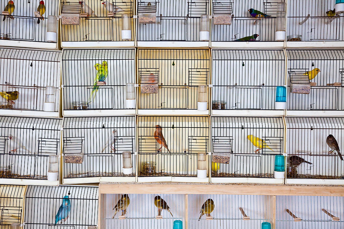 Caged birds, pet and bird market, Paris, France, Europe