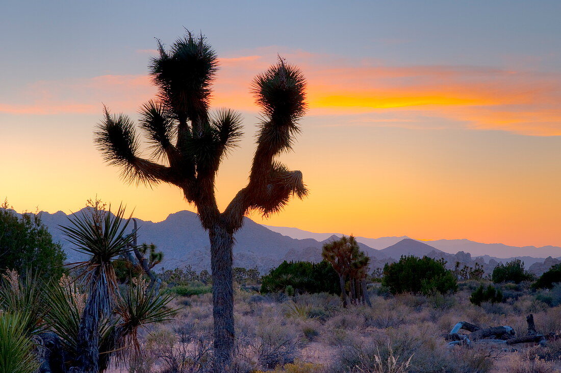 Joshua Tree National Park, Kalifornien, Vereinigte Staaten von Amerika, Nordamerika