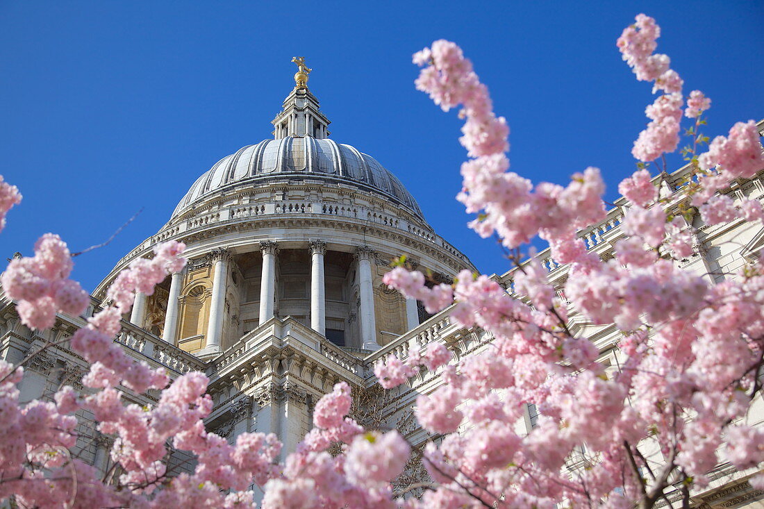 St. Paul's Cathedral and spring blossom, London, England, United Kingdom, Europe