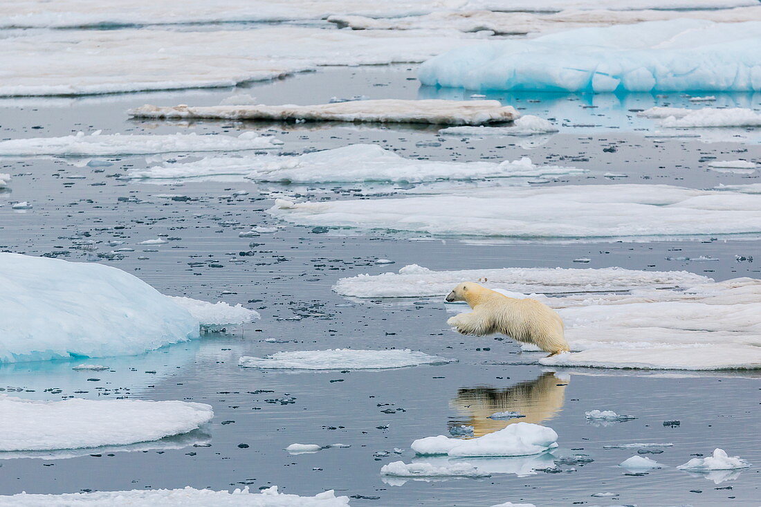 Mother polar bear (Ursus maritimus) leaping from ice floe to ice floe in Olgastretet off Barentsoya, Svalbard, Norway, Scandinavia, Europe