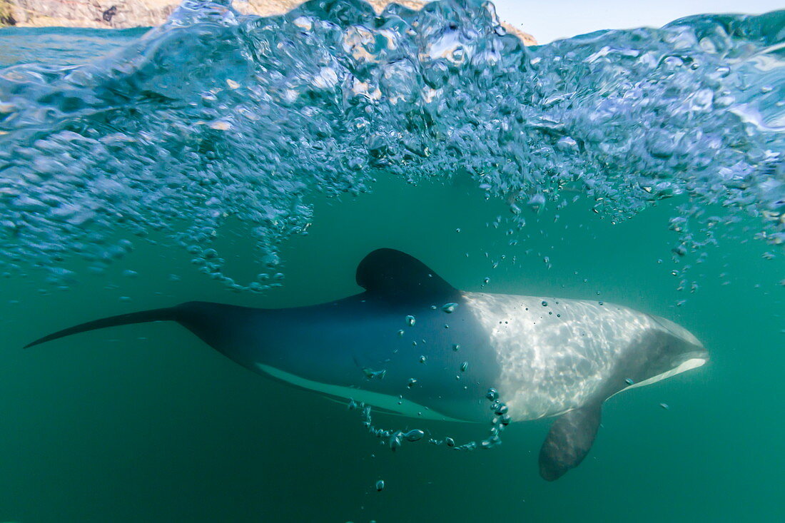 Erwachsene Hector-Delfine (Cephalorhynchus hectori) unter Wasser nahe Akaroa, Südinsel, Neuseeland, Pazifik