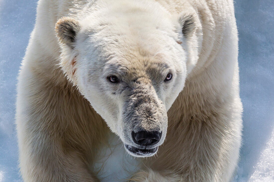 Erwachsener Eisbär (Ursus maritimus) Nahaufnahme des Kopfes, Cumberland-Halbinsel, Baffin Island, Nunavut, Kanada, Nordamerika