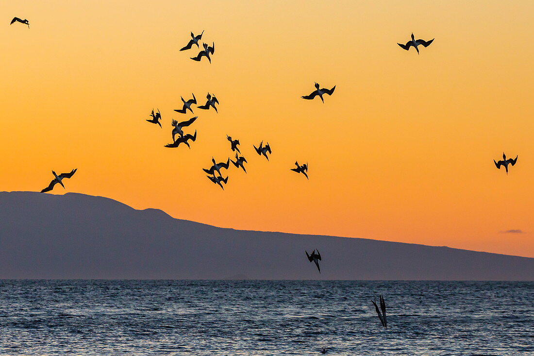 Blaufußtölpel (Sula nebouxii) tauchen für kleine Fische bei Sonnenuntergang vor Rabida Island, Galapagos-Inseln, UNESCO-Weltkulturerbe, Ecuador, Südamerika