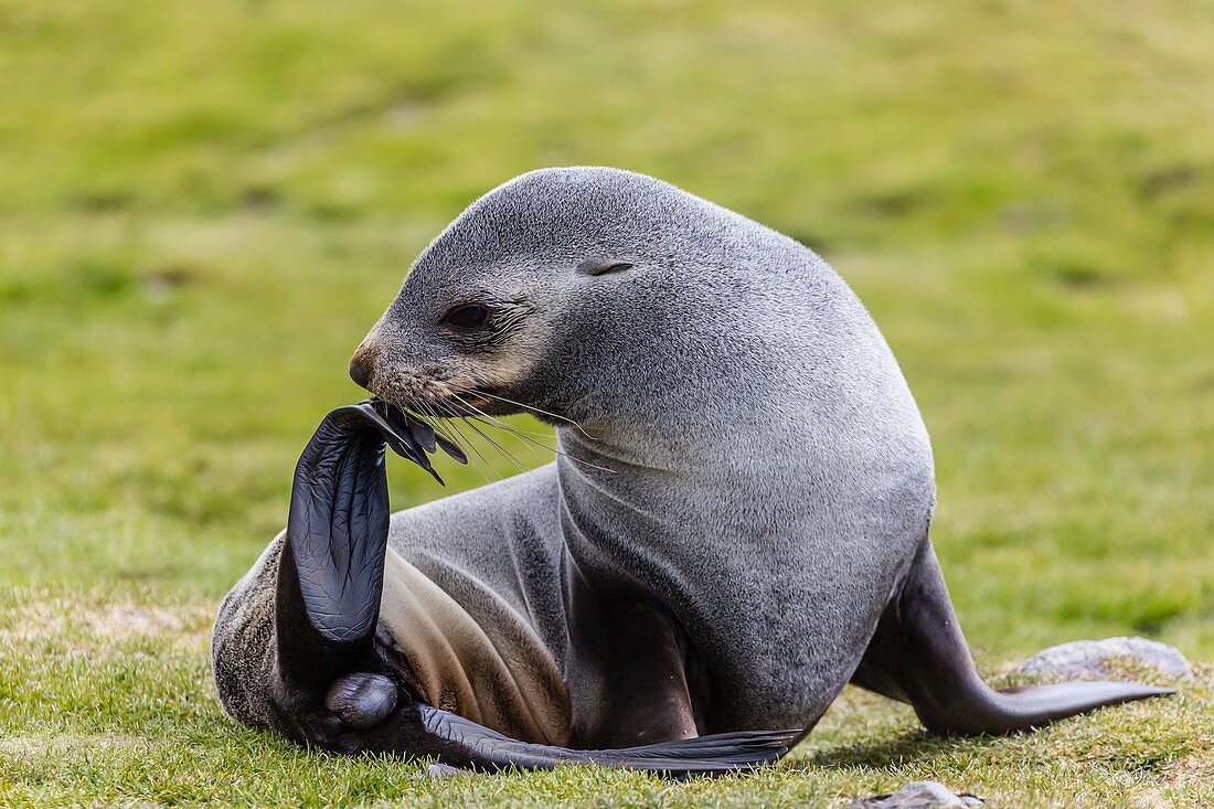 Antarctic fur seal (Arctocephalus gazella) female ready to give birth, Stromness Harbor, South Georgia, UK Overseas Protectorate, Polar Regions