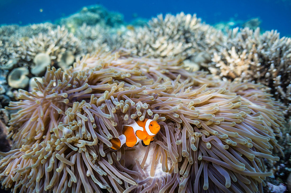 Falscher Clownfisch (Amphiprion ocellaris), Sebayur-Insel, Komodo-Insel-Nationalpark, Indonesien, Südostasien, Asien