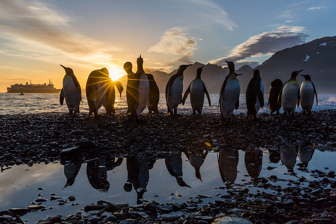 King penguins (Aptenodytes patagonicus) at sunrise, in St. Andrews Bay, South Georgia, Polar Regions