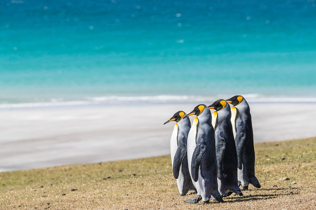Erwachsene Königspinguine (Aptenodytes patagonicus) auf den grasbewachsenen Hängen von Saunders Island, Falklandinseln, Südamerika