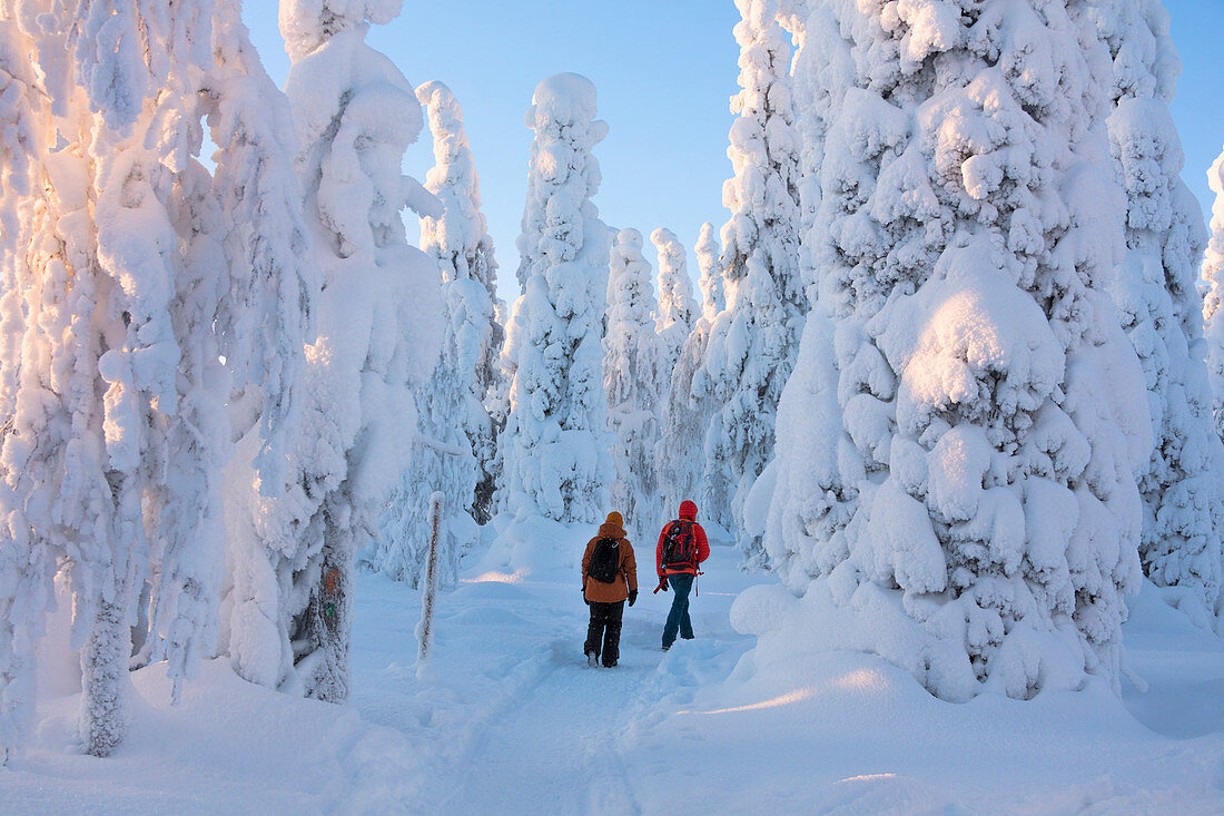 Wanderer auf dem Weg in den verschneiten Wäldern, Riisitunturi-Nationalpark, Posio, Lappland, Finnland, Europa