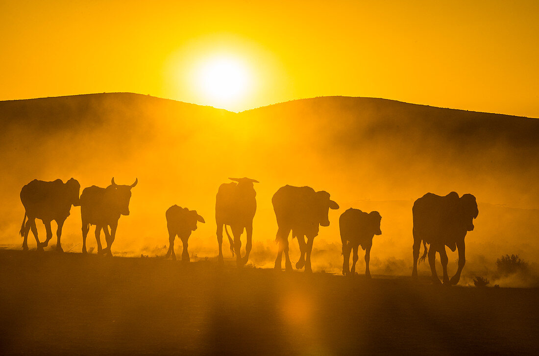 Rinder auf dem Weg nach Hause bei Sonnenuntergang, Twyfelfontein, Damaraland, Namibia, Afrika