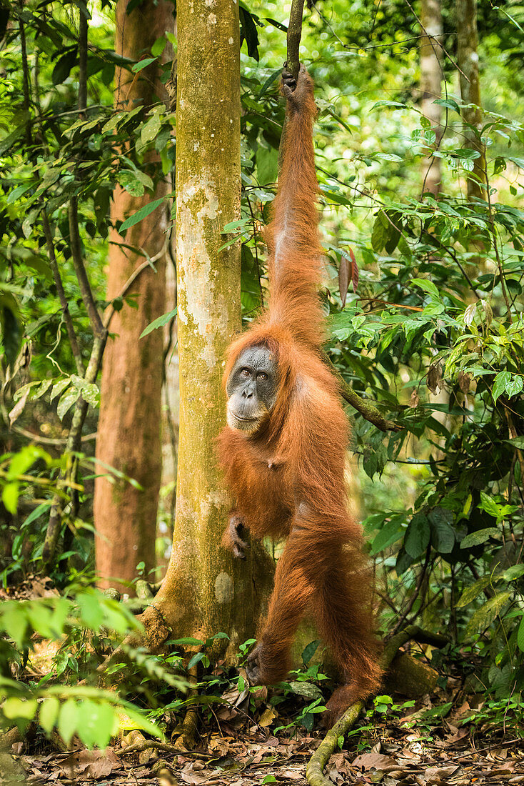 Female Orangutan Sumatra (Pongo abelii), Indonesia, Southeast Asia