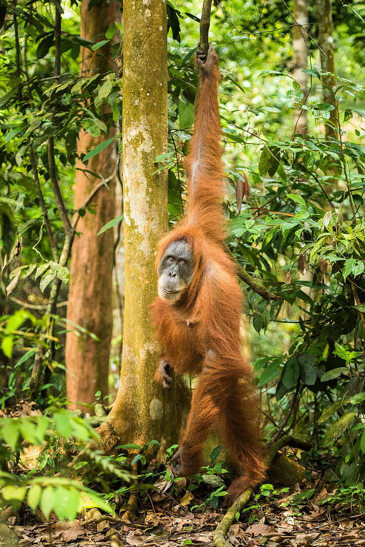 Weibliches Orang-Utan-Sumatra (Pongo abelii), Indonesien, Südostasien