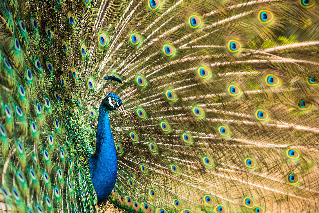 Männlicher Pfau, Vereinigtes Königreich, Europa