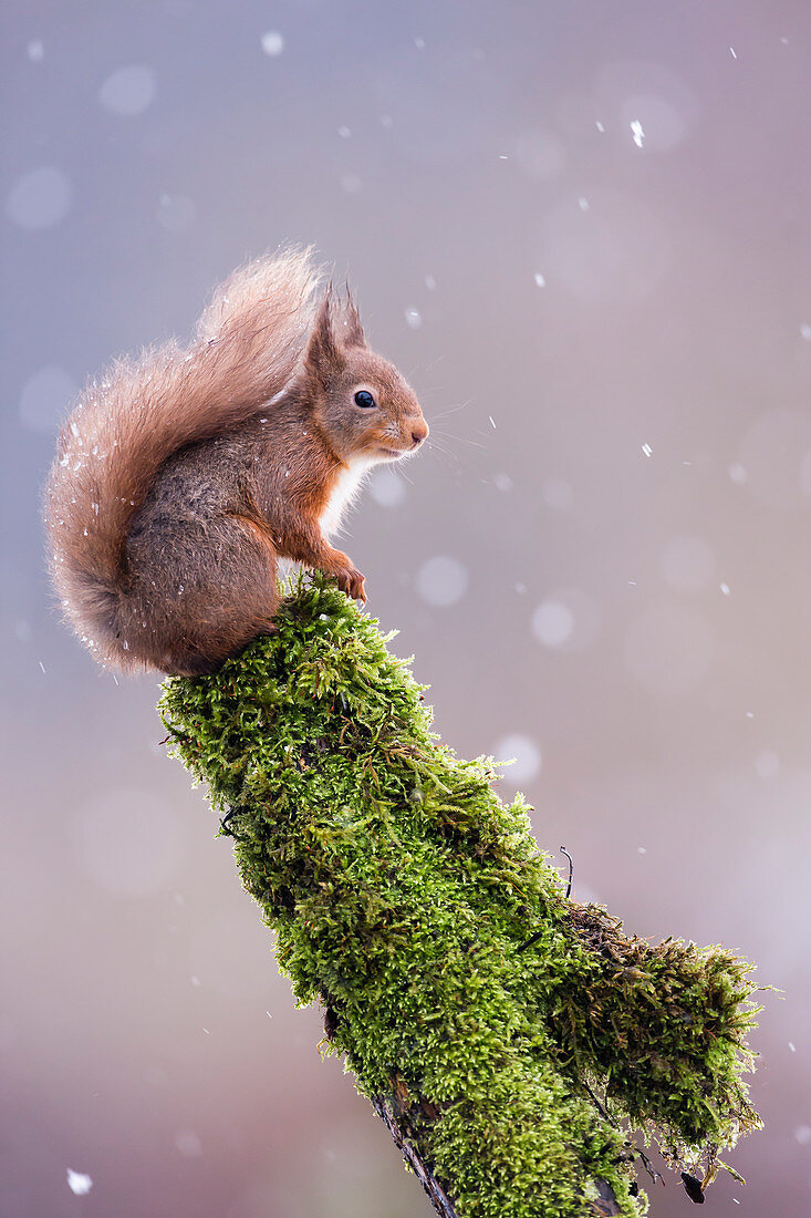 Red squirrel (Sciurus vulgaris) sitting in falling snow, Yorkshire Dales, Yorkshire, England, United Kingdom, Europe