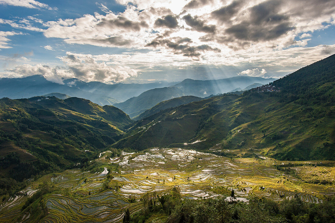 Die terrassenförmige Reisfelder von Yuanyang in China wurden über Hunderte von Jahren von Hani angelegt, Provinz Yunnan, China, Asien