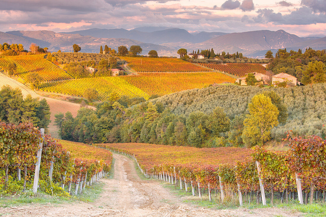 Vineyards of Sagrantino di Montefalco in autumn, Umbria, Italy, Europe