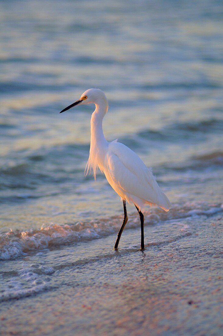 Schmuckreiher, Sanibel, Florida, USA