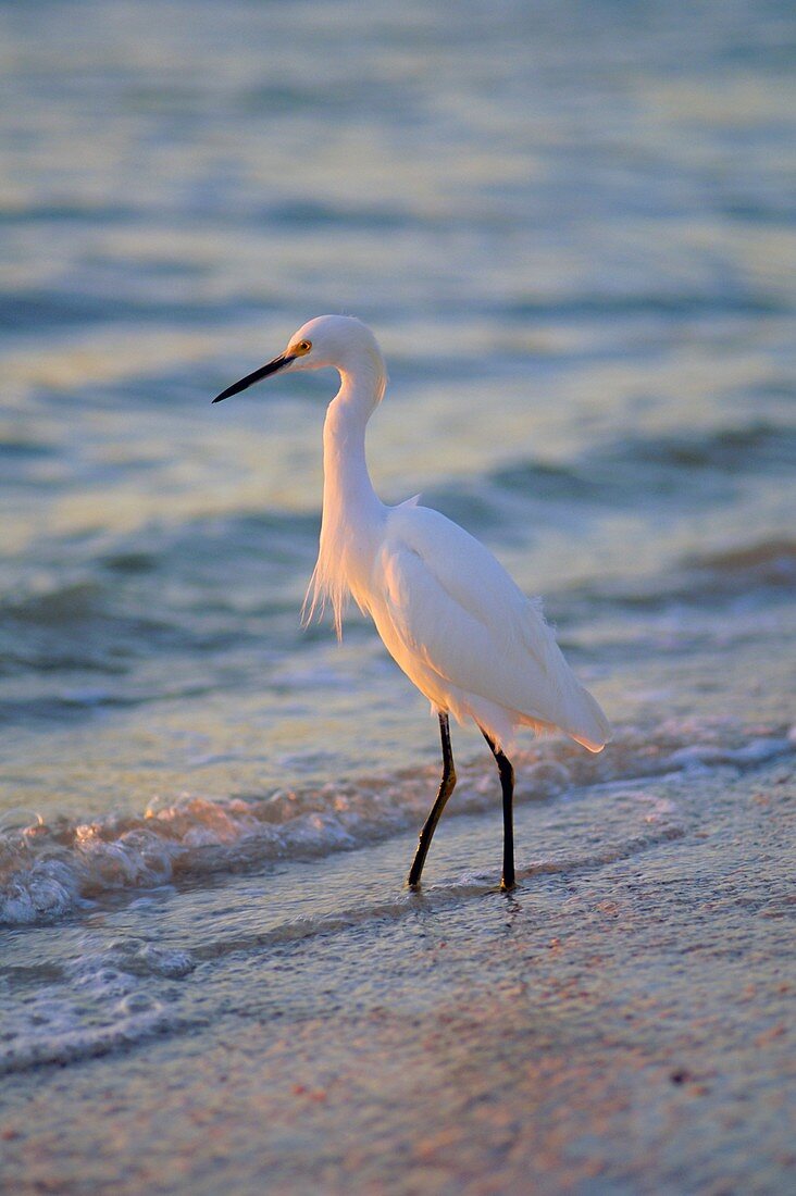Snowy Egret, Sanibel, Florida, Usa *** Local Caption ***  