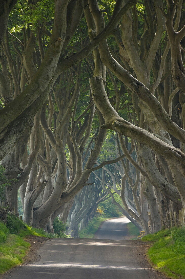 Von Bäumen gesäumte Straße, bekannt als Dark Hedges, nahe Stanocum, Grafschaft Antrim, Ulster, Nordirland, Vereinigtes Königreich, Europa