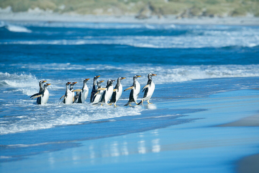 Gentoo penguins (Pygocelis papua papua) coming out of the sea, Sea Lion Island, Falkland Islands, South Atlantic, South America