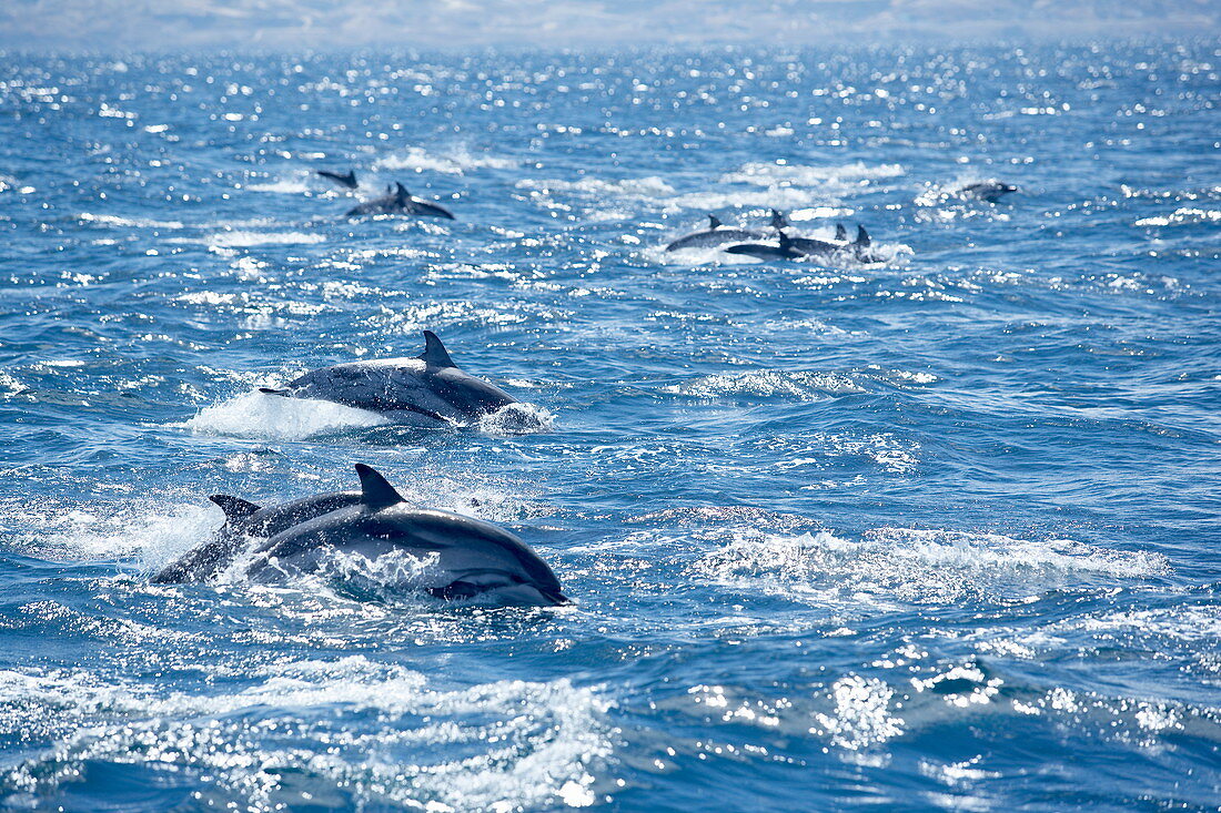 Gruppe von schwimmenden, gestreiften Delfinen (Stenella coeruleoalba), Straße von Gibraltar, Costa de la Luz, Andalusien (Andalusien), Spanien, Europa