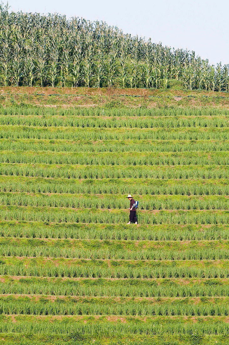 Landwirt besprüht Reisterrassen in Dragon's Backbone, Longsheng, Provinz Guangxi, China, Asien
