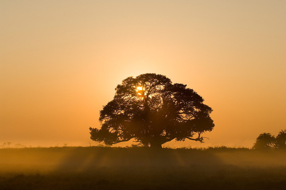 Sonnenaufgang, Busanga Plains, Kafue National Park, Sambia, Afrika