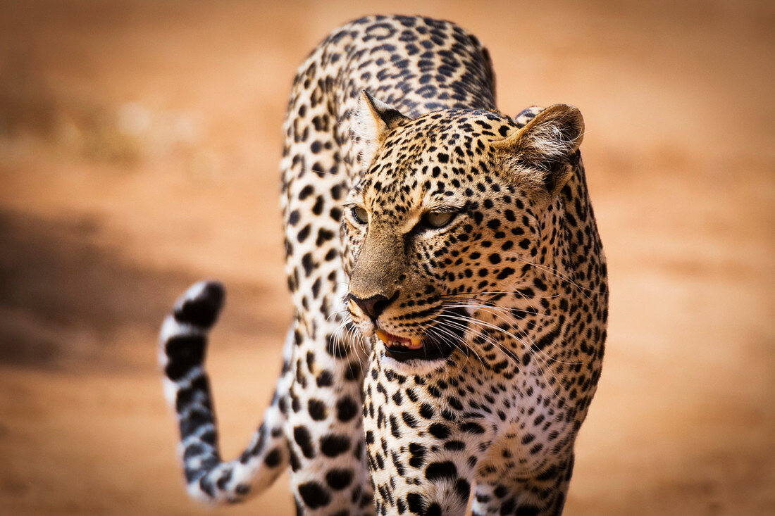 Porträt eines Leoparden (Panthera pardus), Samburu National Reserve, Kenia, Ostafrika, Afrika