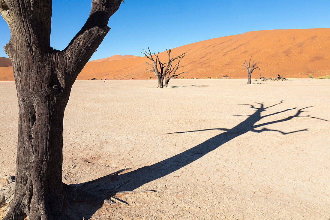 Dead Vlei, Namib Desert, Namibia, Africa 