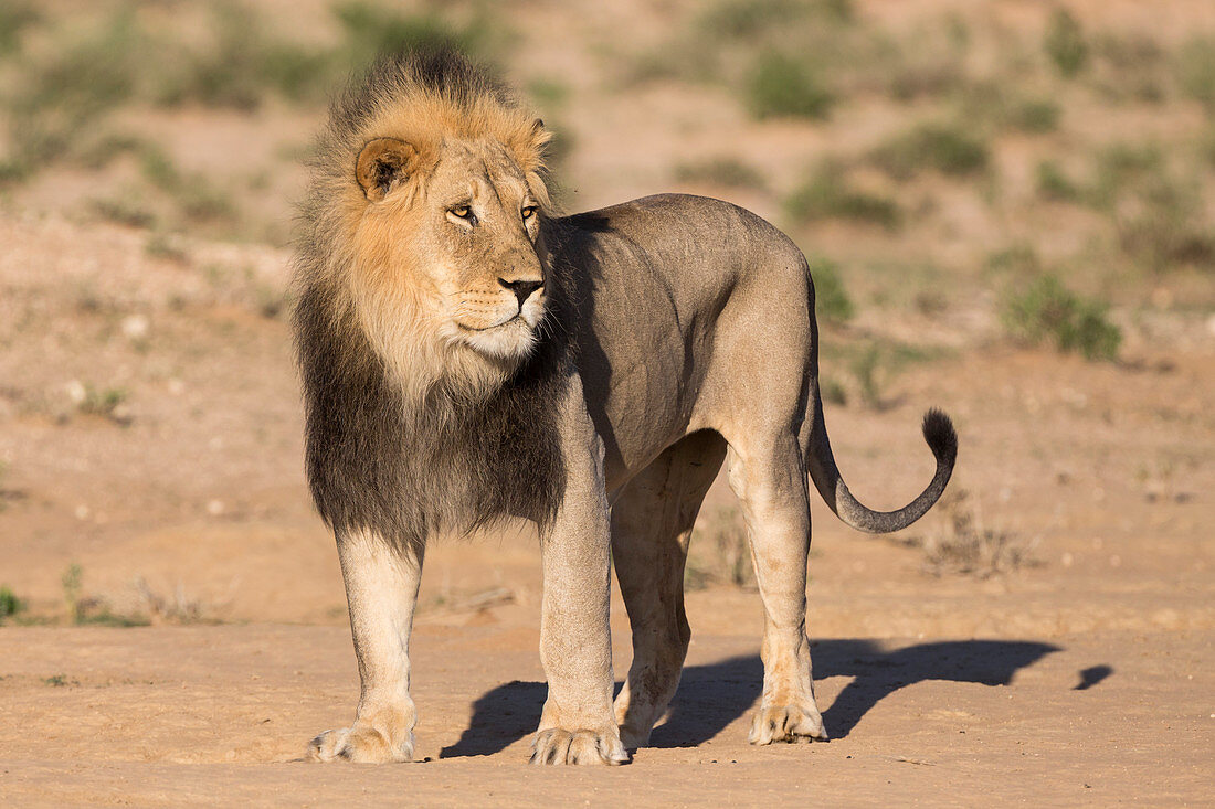 Male lion (Panthera leo) on patrol, Kgalagadi Transfrontier Park, Northern Cape, South Africa, Africa