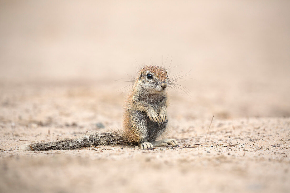 Junges Kap-Borstenhörnchen (Xerus inauris), Kgalagadi Transfrontier Park, Nordkap, Südafrika, Afrika