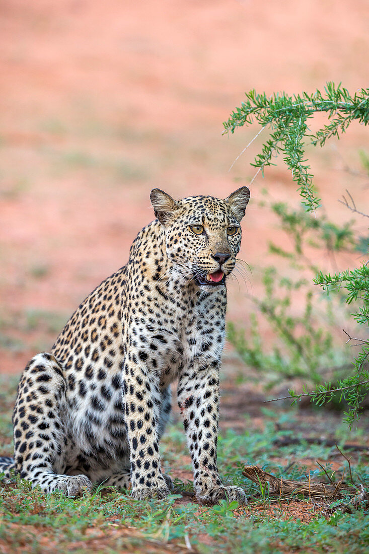 Weiblicher Leopard (Panthera pardus), Kgalagadi Transfrontier Park, Nordkap, Südafrika, Afrika