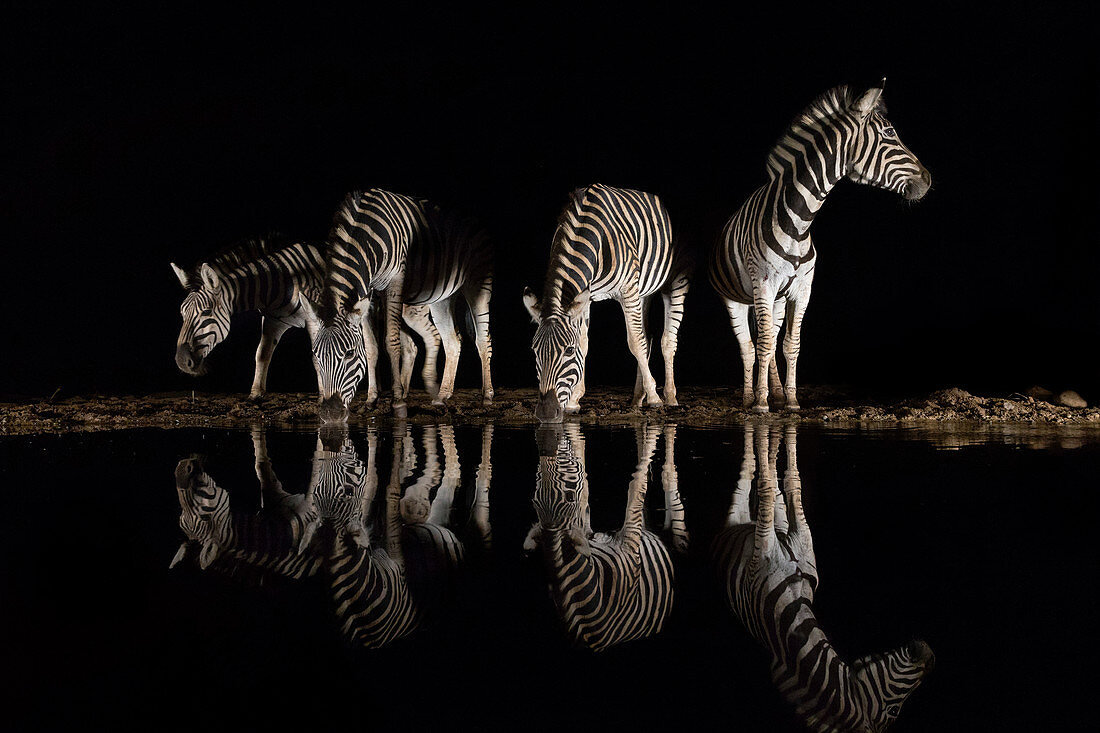 Zebra (Equus quagga), das nachts trinkt, privates Wildreservat Zimanga, KwaZulu-Natal, Südafrika, Afrika