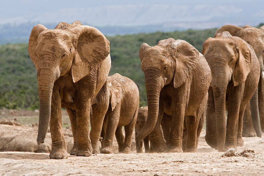 Elefantenzuchtherde (Loxodonta africana), Addo Elephant National Park, Ostkap, Südafrika, Afrika
