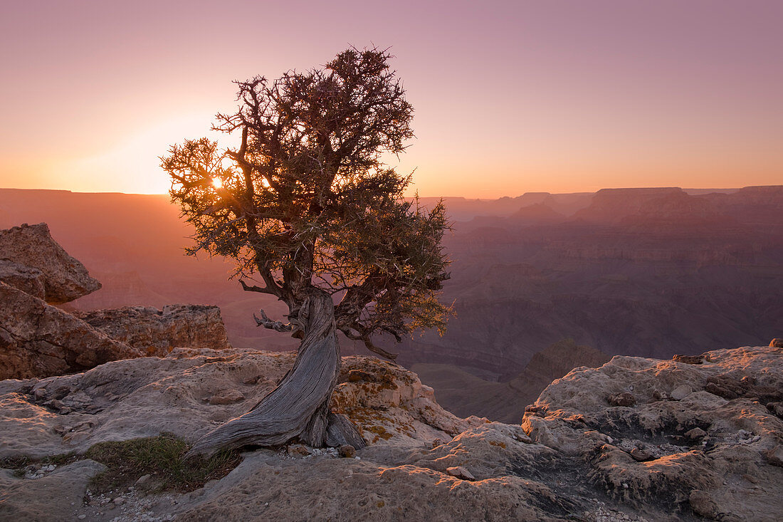 Baum am Grand Canyon bei Sonnenuntergang, Arizona, USA