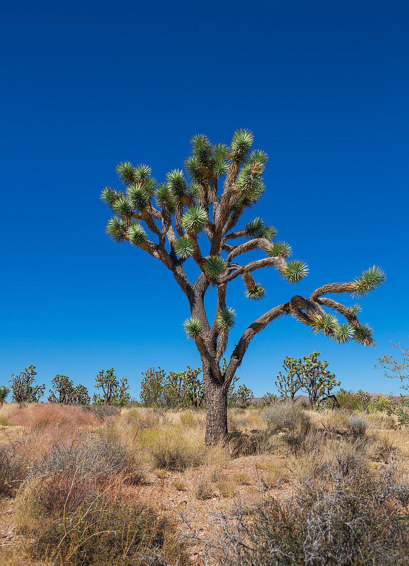 Baum im Joshua Tree Nationalpark bei blauem Himmel,  Kalifornien, USA