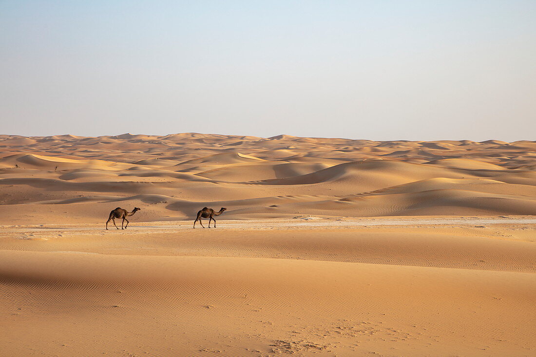 Two camels walk on sand dune in desert, near Arabian Nights Village, Mshayrif, Abu Dhabi, United Arab Emirates, Middle East