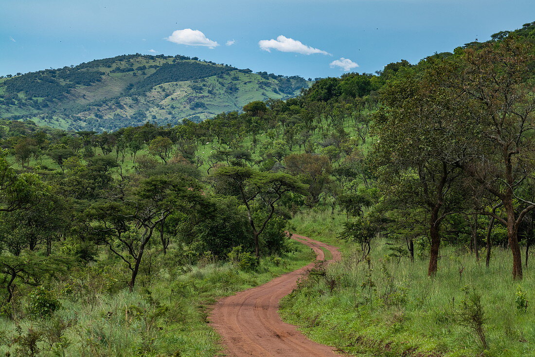 Schotterpiste durch üppiges Grasland mit Bäumen, Akagera-Nationalpark, Ostprovinz, Ruanda, Afrika
