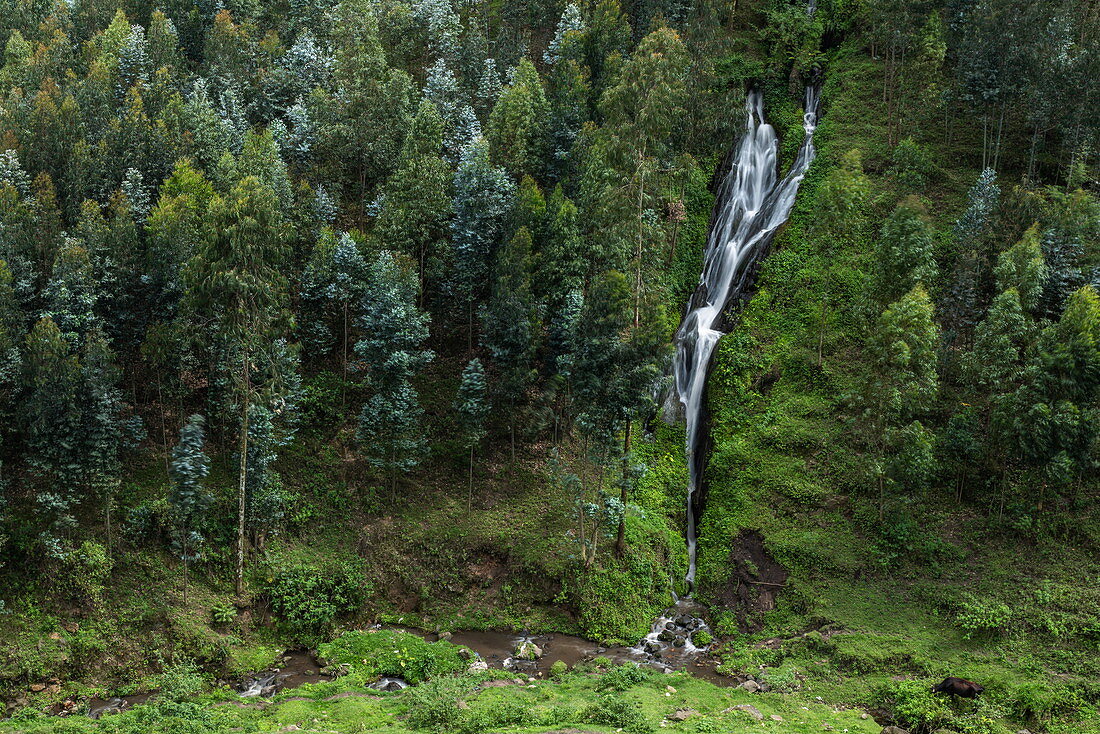 Wasserfall und Bäume am Hang, nahe Musanze, Nordprovinz, Ruanda, Afrika