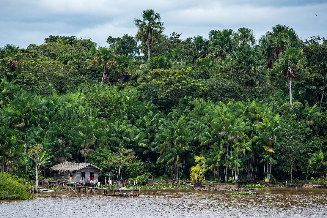 A riverfront wooden house with palm-frond roof and drying laundry is dwarfed by surrounding palm and other trees, Breves Channels, near Belem, Para, Brazil, South America