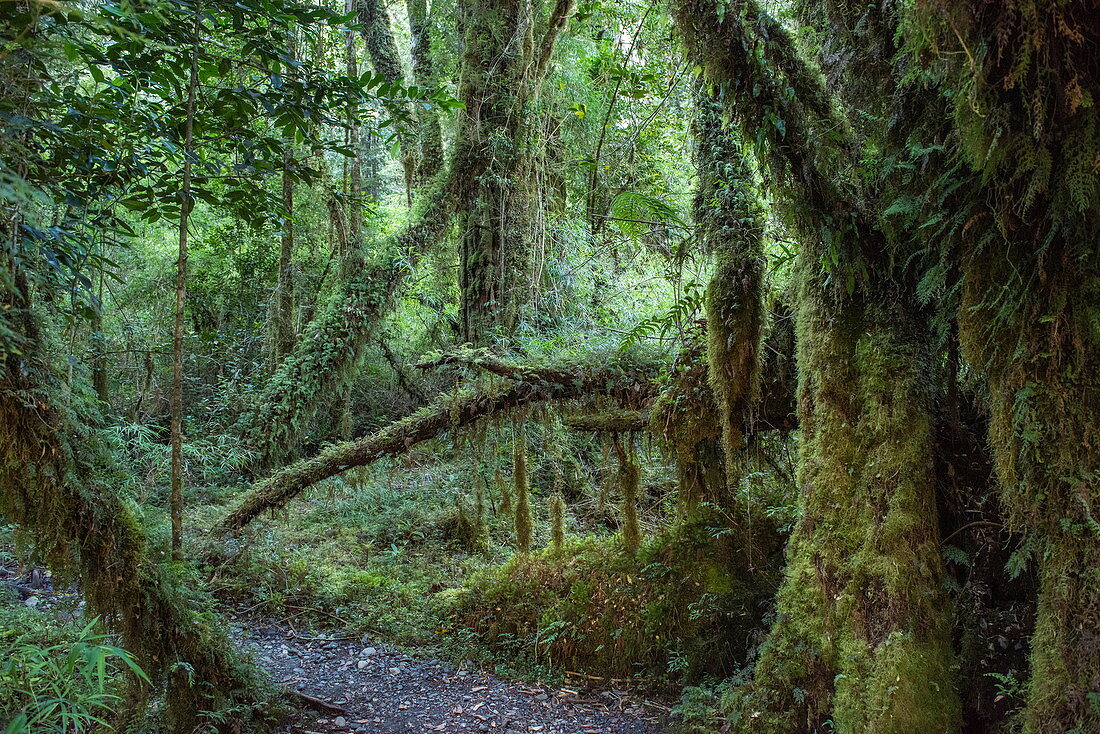 Weg durch Regenwald mit Flechten und Moosen auf Bäumen, nahe Chalten, Chile, Patagonien, Chile, Südamerika