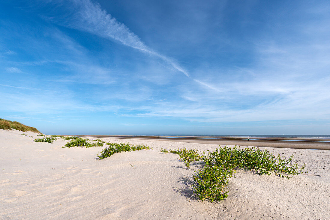 Sanddünen und Europäischer Meersenf (Cakile maritima), Wangerooge, Ostfriesische Inseln, Landkreis Friesland, Niedersachsen, Deutschland, Europa
