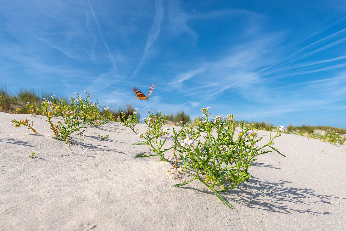 Sanddüne, Europäischer Meersenf (Cakile maritima) und Distelfalter (Vanessa cardui), Wangerooge, Ostfriesische Inseln, Landkreis Friesland, Niedersachsen, Deutschland, Europa